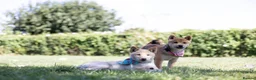 Japanese Shiba Inu dogs for sale: Confidence Comes With Time outstanding shiba 🇯🇵 - Advert 1