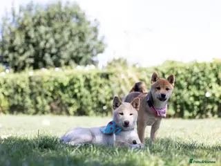 Japanese Shiba Inu dogs Confidence Comes With Time outstanding shiba 🇯🇵 - Advert 3