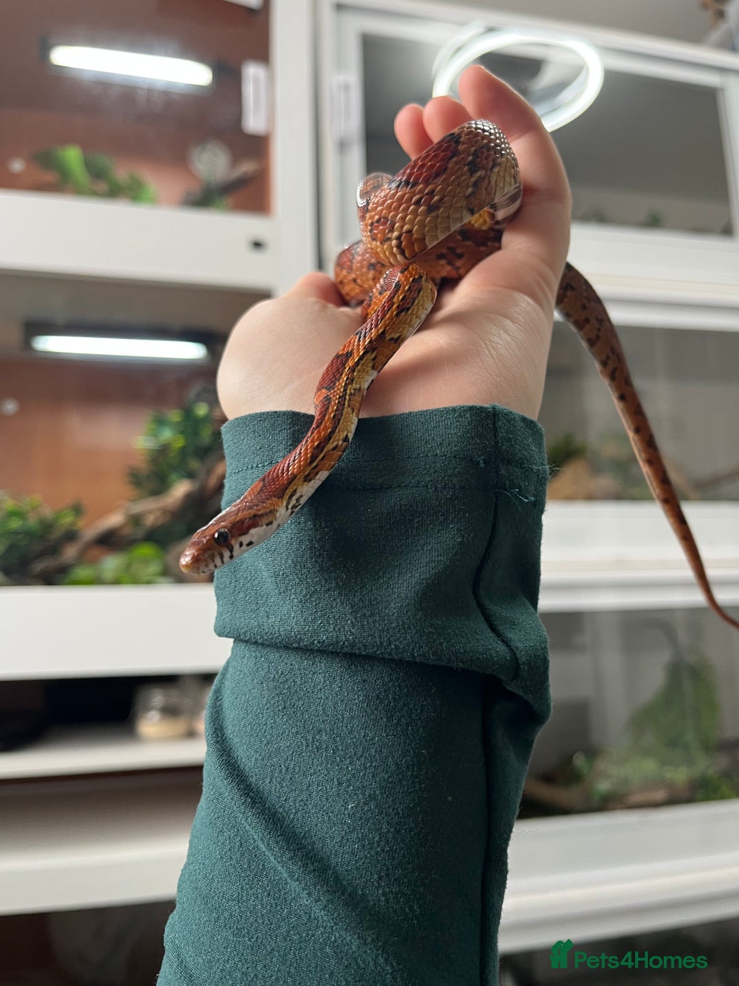 Mixed Breed reptiles for sale: Lots of reptiles for rehome! - Image 5