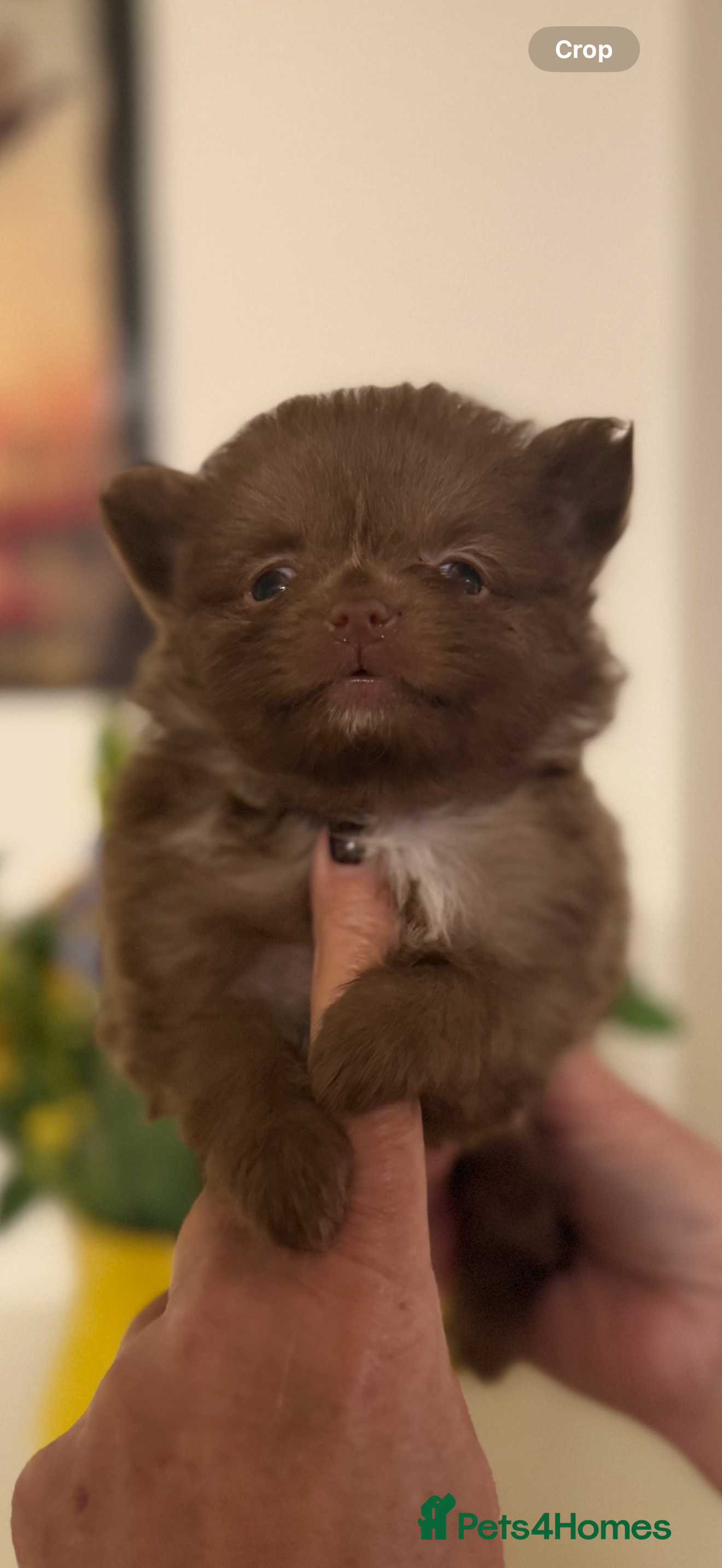 Pomeranian dogs POMERANIAN FEMALE KENNEL CLUB REGISTERED 🧸 FACES - Advert 6