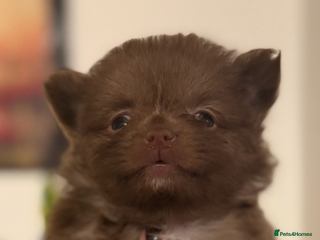 Pomeranian dogs POMERANIAN FEMALE KENNEL CLUB REGISTERED 🧸 FACES - Advert 15