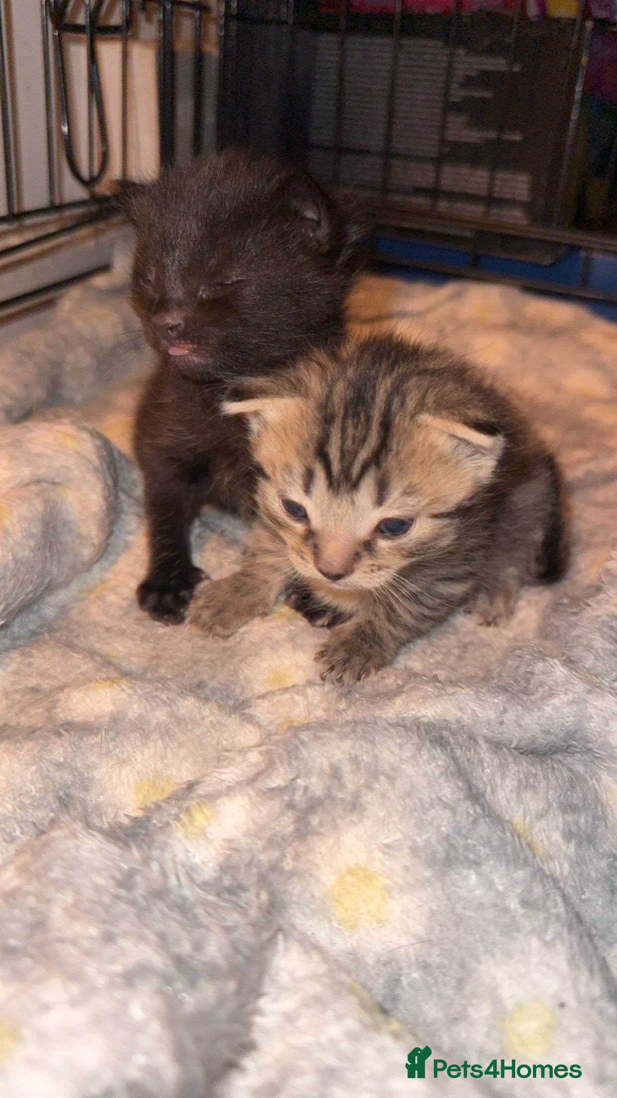 Mixed Breed cats 2 beautiful kittens looking for new homes  - Advert 16