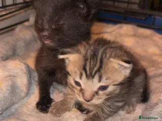 Mixed Breed cats 2 beautiful kittens looking for new homes - Advert 16