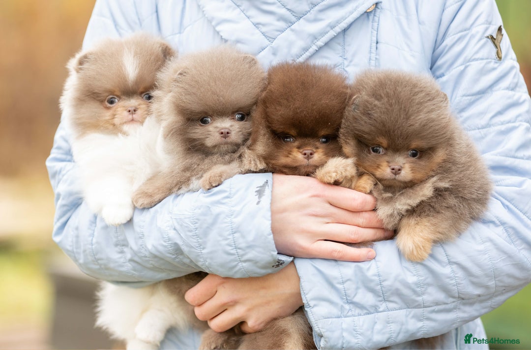 Pomeranian dogs for stud: Top quality proven Pomeranian stud  - Advert 6