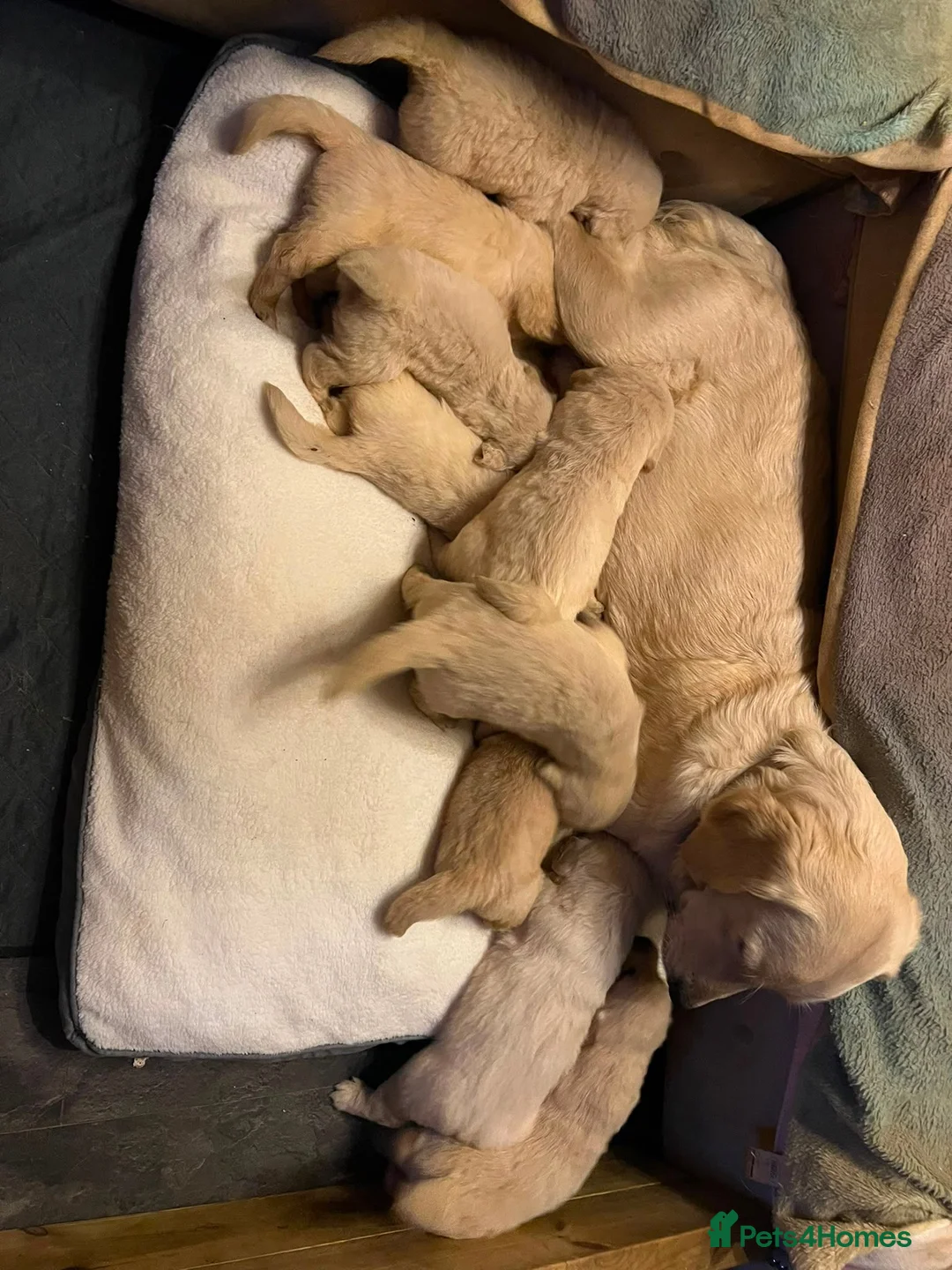 Golden Retriever dogs for sale: Beautiful litter of golden retriever  - Advert 2