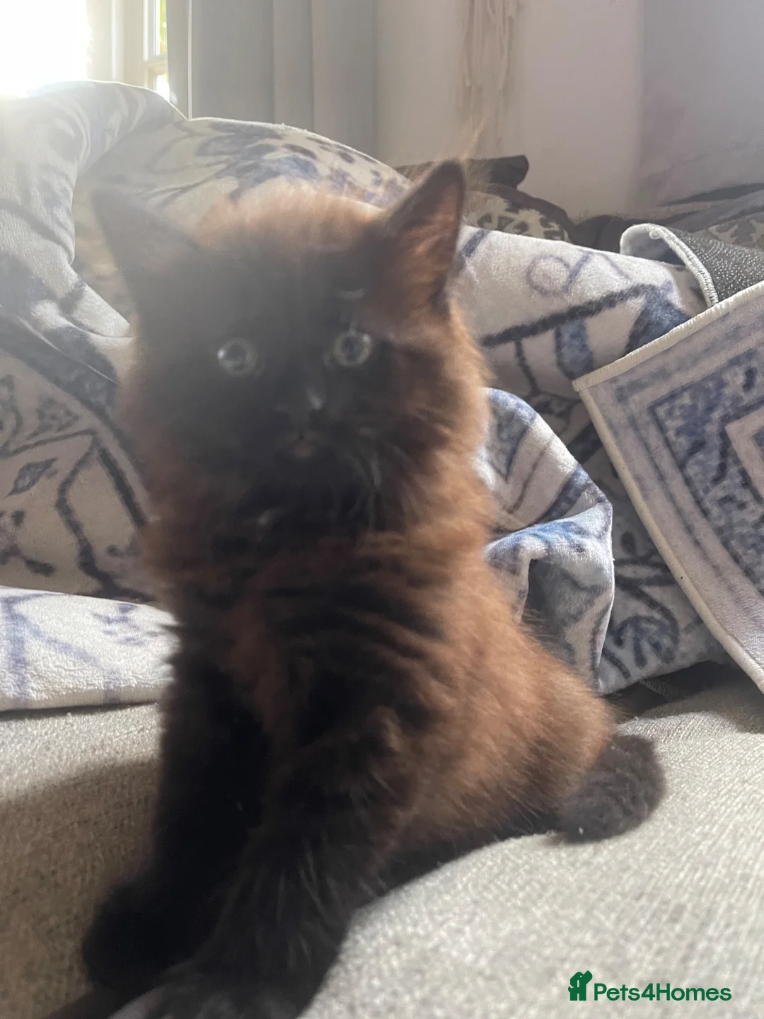 Mixed Breed cats for sale: Half Ragdoll  - Advert 4