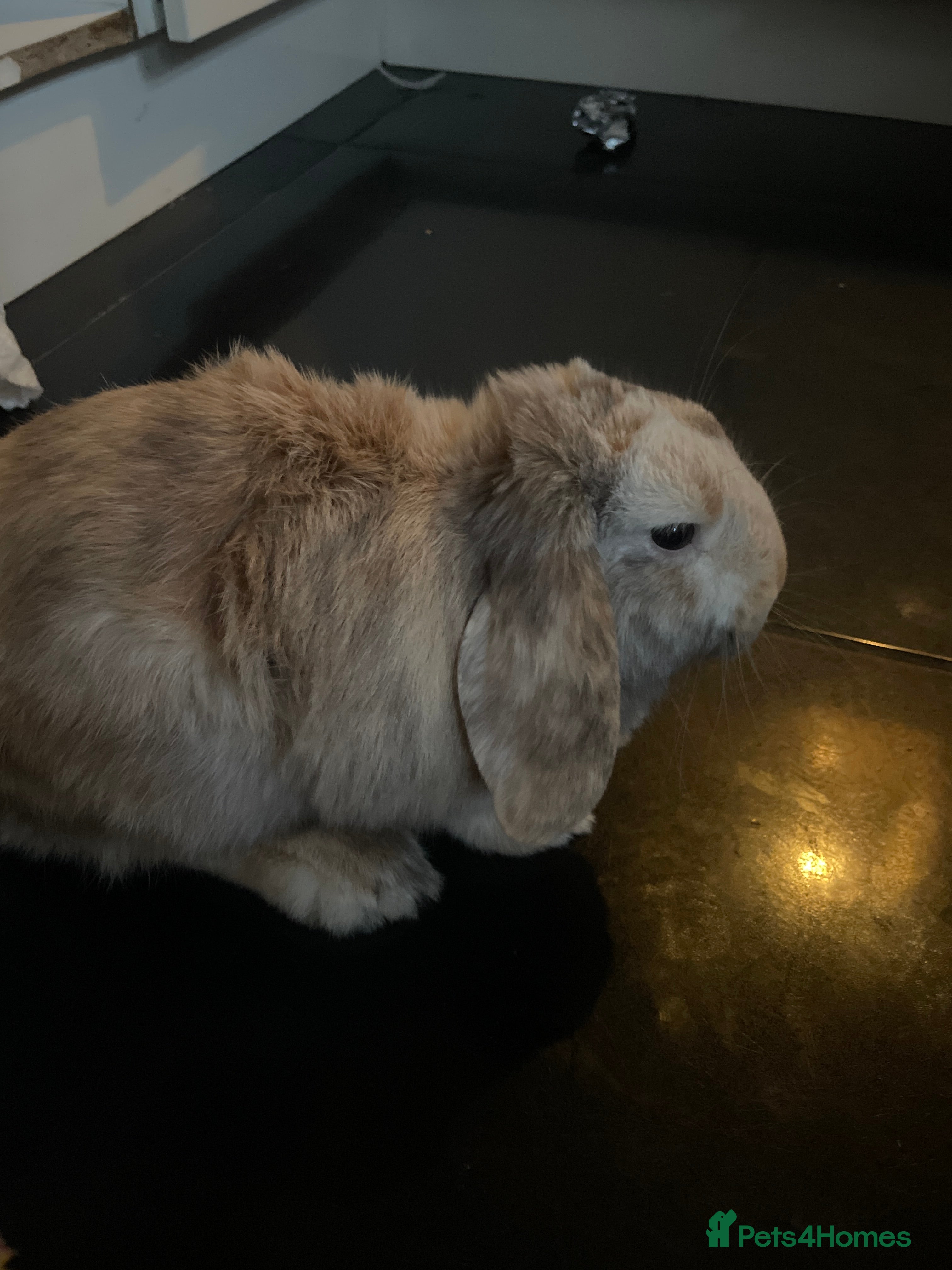 Mixed Breed rabbits For sale ASAP - Advert 1