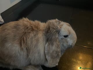 Mixed Breed rabbits For sale ASAP - Advert 17