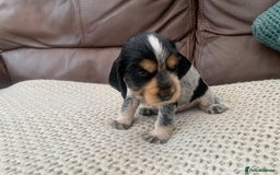Cocker Spaniel dogs for sale: Cocker Spaniel ( show type) KC registered - Image 6