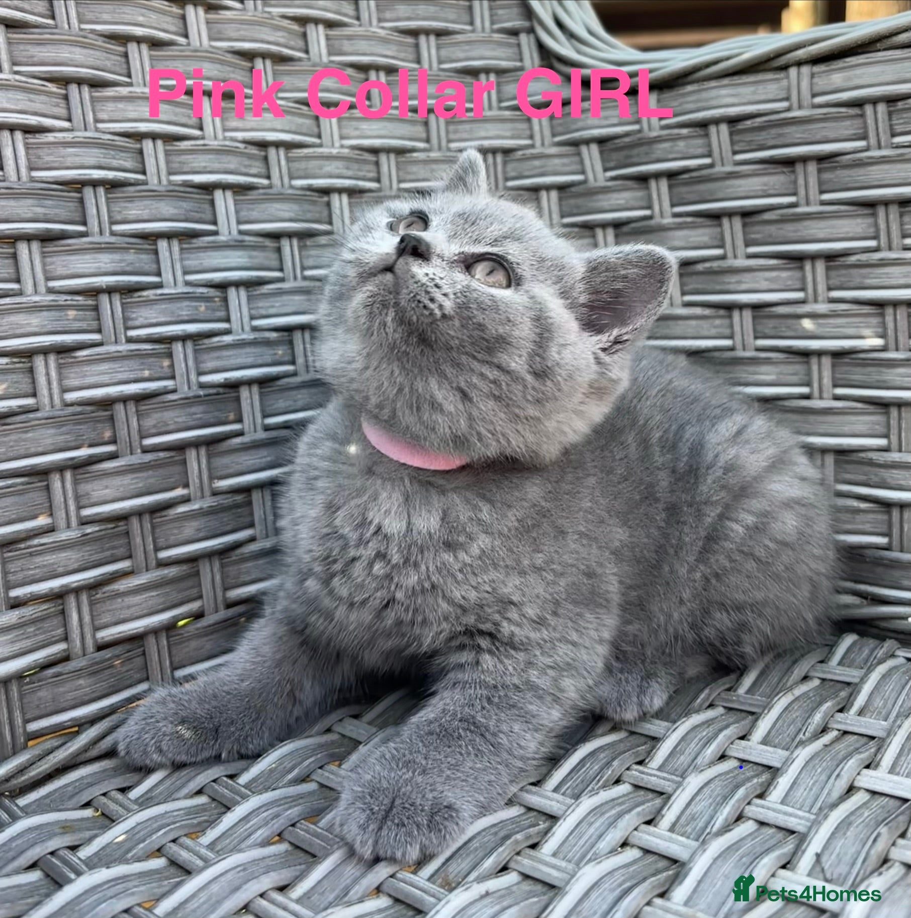 British Shorthair cats GCCF British Short Hair Kittens Blue  - Advert 2