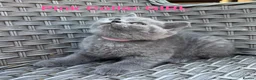 British Shorthair cats for sale: GCCF British Short Hair Kittens Blue  - Advert 1