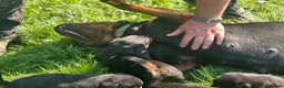 Rottweiler dogs for sale: KC registered rottweiler puppies - Advert 32