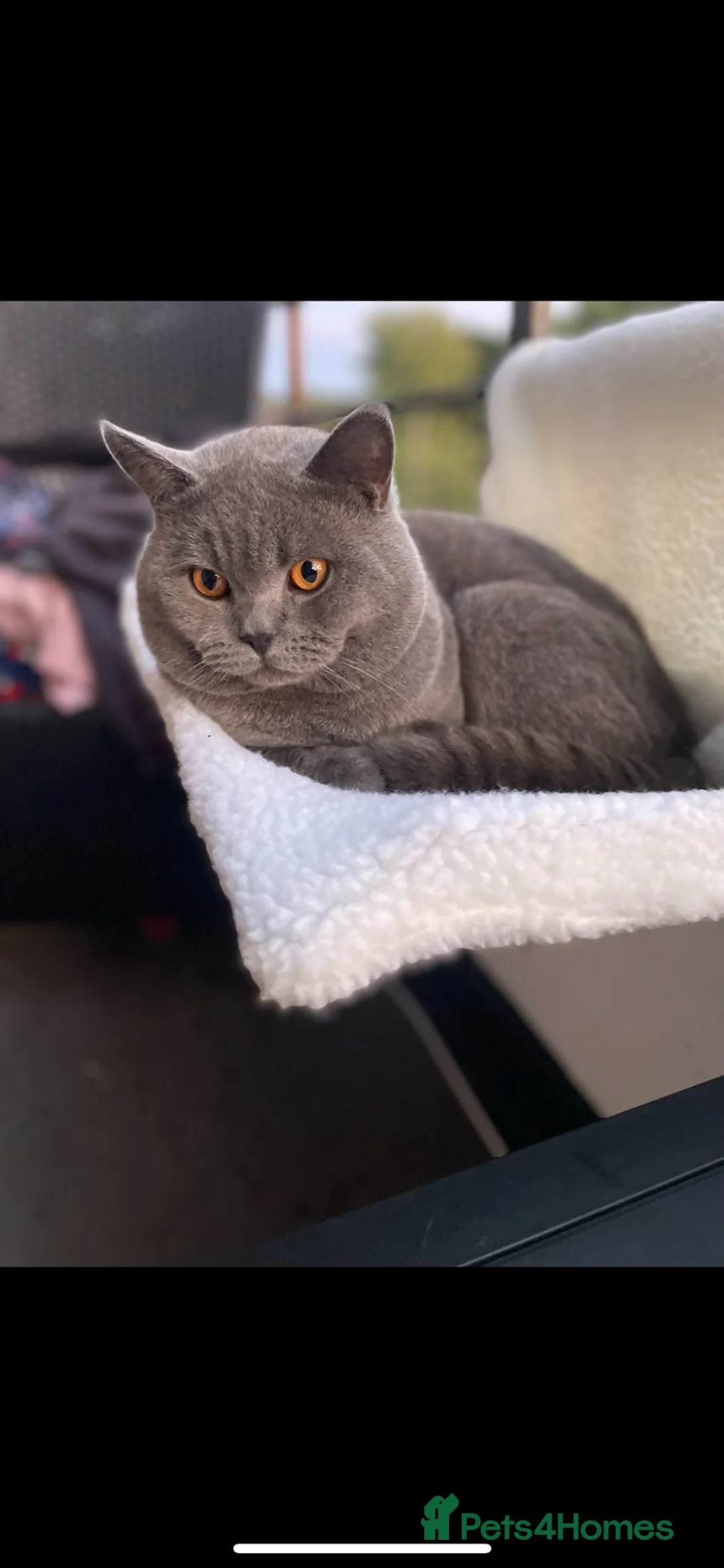 British Shorthair cats for sale: Scarr  in South Ockendon - Advert 1