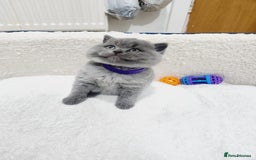 British Shorthair cats for sale: British shorthair kittens  - Image 1