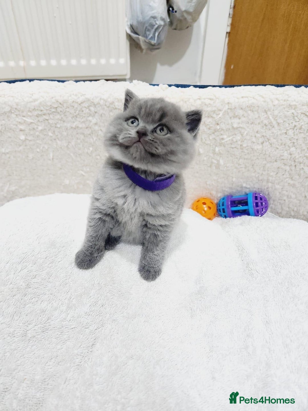 British Shorthair cats for sale: British shorthair kittens  - Image 1
