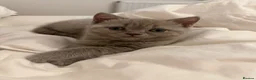 British Shorthair cats for sale: Lilac British Shorthair Girl - Advert 1