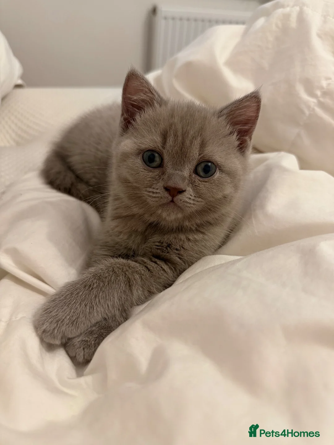British Shorthair cats for sale: Lilac British Shorthair Girl - Advert 1