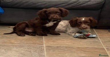 Cocker Spaniel dogs - Advert 8