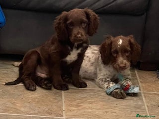 Cocker Spaniel dogs - Advert 23