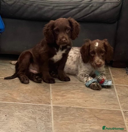 Cocker Spaniel dogs - Advert 3