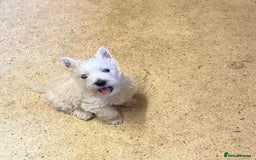West Highland Terrier dogs for sale: Beautiful West Highland Boy ** READY NOW** - Image 4