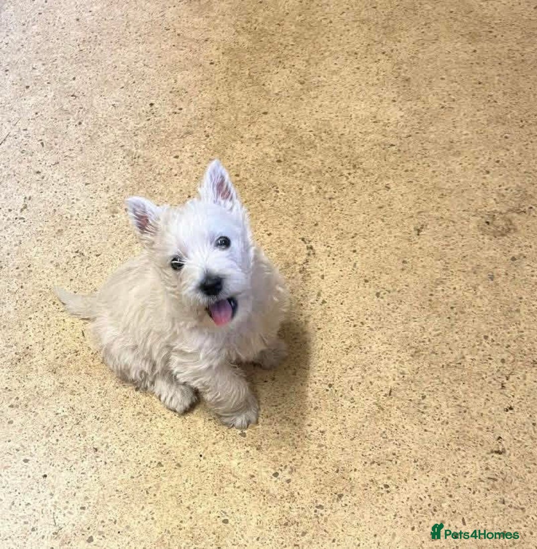 West Highland Terrier dogs for sale: Beautiful West Highland Boy ** READY NOW** - Image 4