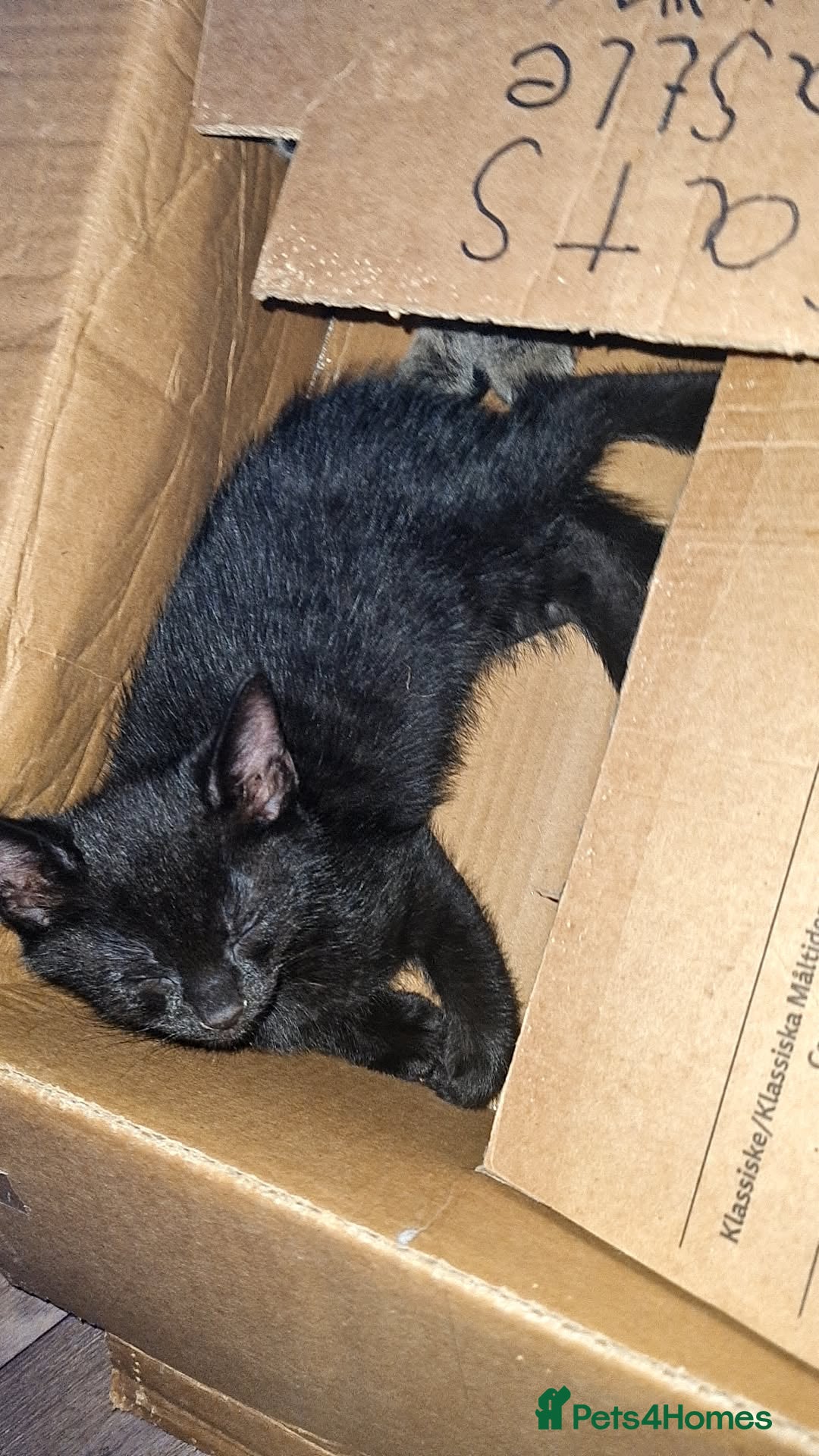 Mixed Breed cats for sale: 10 beautiful kittens - Image 11
