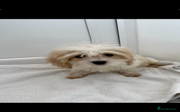 Cavapoo dogs for sale: Extensively health tested puppies - Image 4