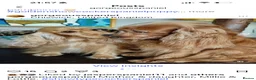 Cocker Spaniel dogs for sale: Show type cocker spaniel puppies - Golden  - Advert 13