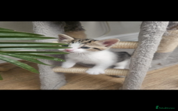 British Shorthair cats for sale: Kittens for sale  - Image 3