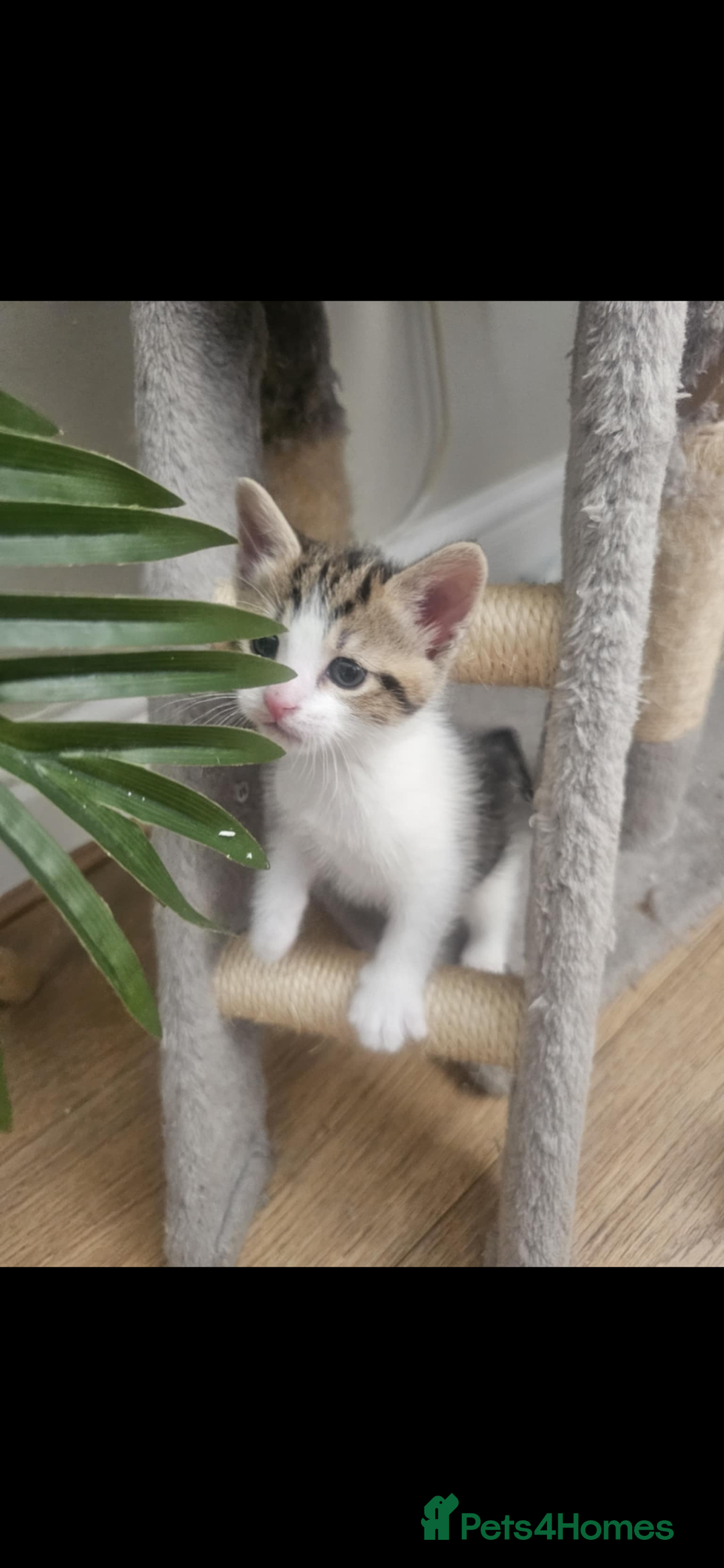 British Shorthair cats for sale: Kittens for sale  - Image 3