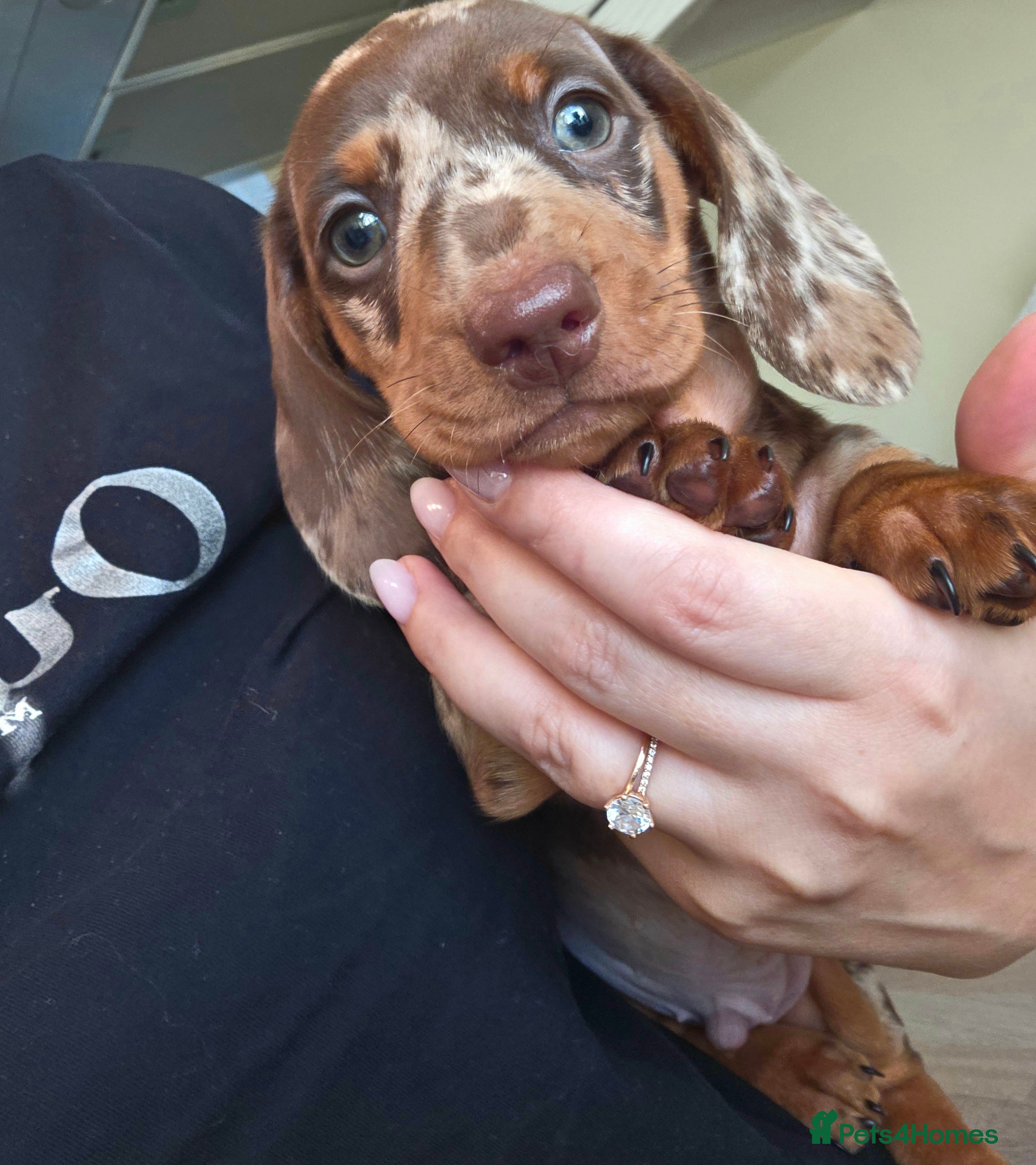 Miniature Dachshund dogs Kc Miniature Dachshunds  puppies  - Advert 2