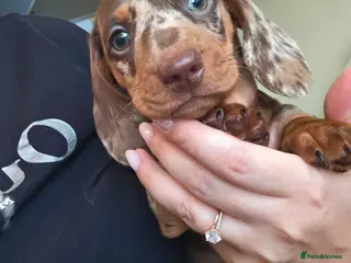 Miniature Dachshund dogs Kc Miniature Dachshunds puppies - Advert 2