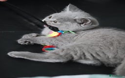 British Shorthair cats for sale: ✨️Outstanding GCCF Grand Chmp Line BSH ❤️ - Image 22