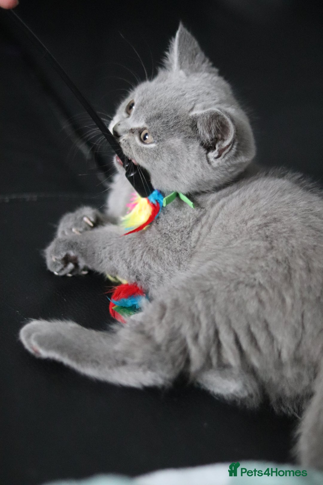 British Shorthair cats for sale: ✨️Outstanding GCCF Grand Chmp Line BSH ❤️ - Image 22