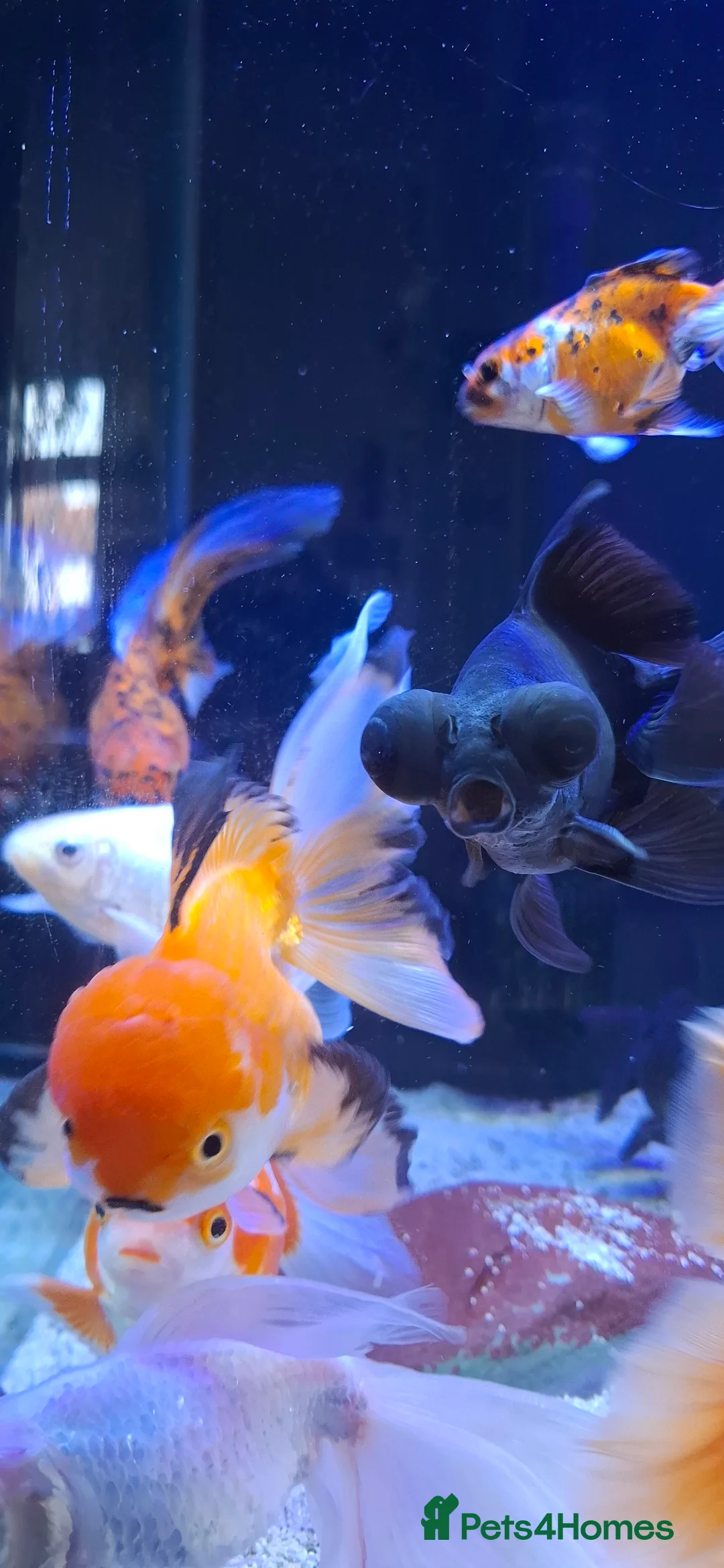 Goldfish fish for sale: Goldfish fancy oranda moor - Advert 2