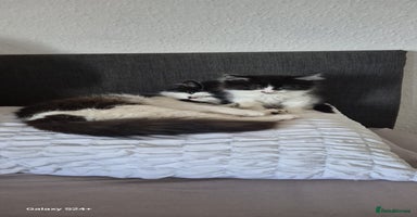 Mixed Breed cats - Advert 7