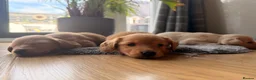 Miniature Dachshund dogs for sale: Miniature Long Haired Dachshund  - Advert 12
