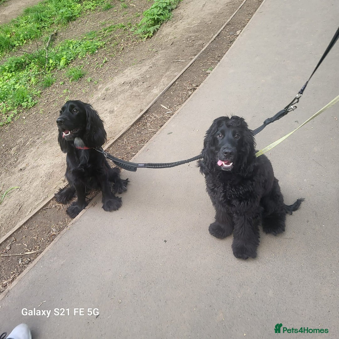 Cocker Spaniel dogs for sale: COCKER SPANIEL  - Image 4