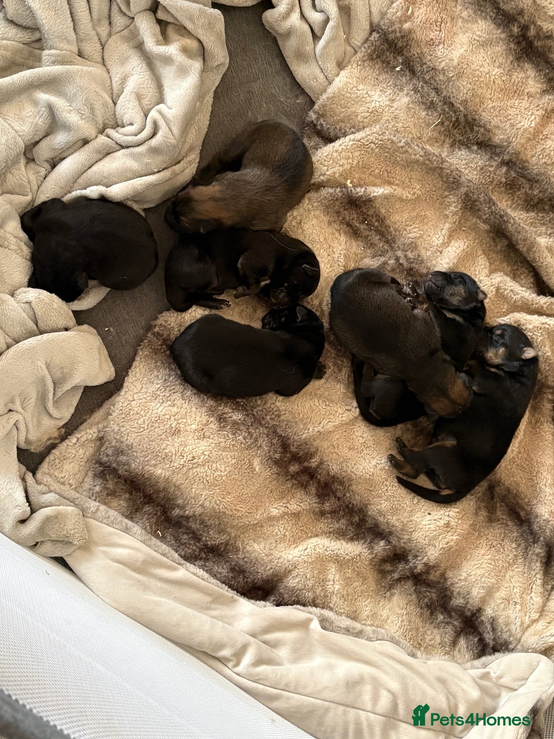 German Shepherd dogs for sale: 7 German shepherd puppies  - Advert 14