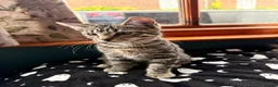 Mixed Breed cats for sale: Boy Kittens Looking for Their Forever Homes - Advert 5