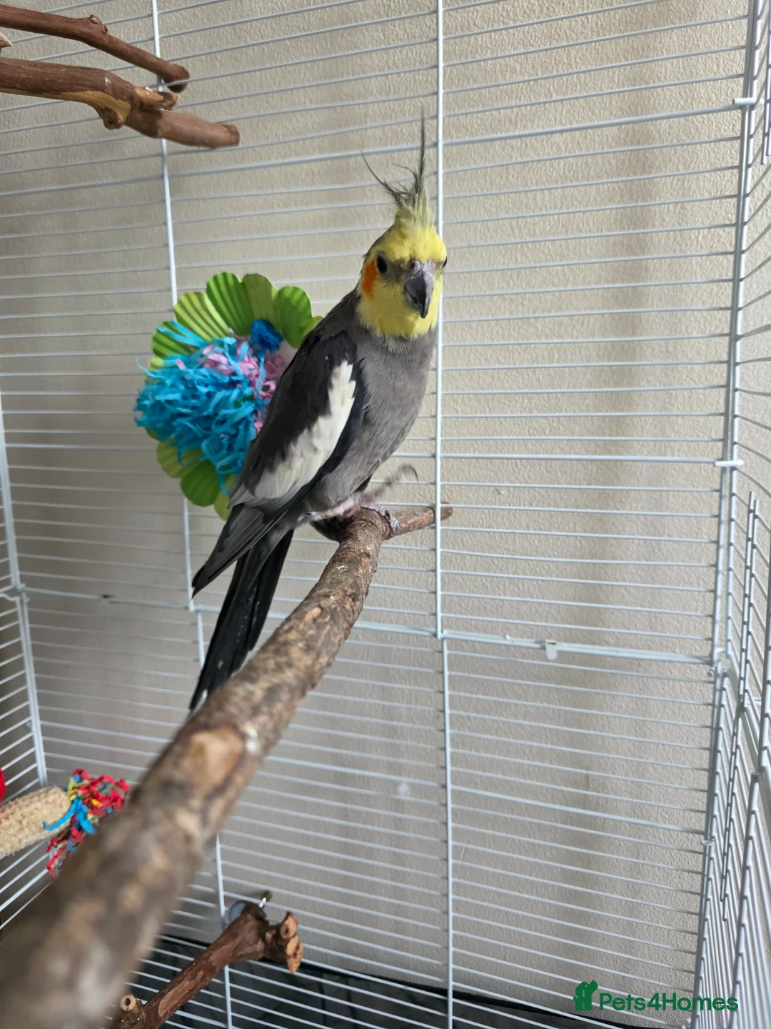 Cockatiels birds for sale: Cockatiel for sale in Trowbridge - Advert 4