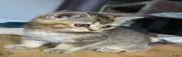 British Shorthair cats for sale: LAST GIRL 💖 BSH 🐾 Golden Chocolate  - Advert 5