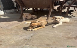 Mixed Breed dogs for sale: Saluki whippet greyhounds  - Image 7