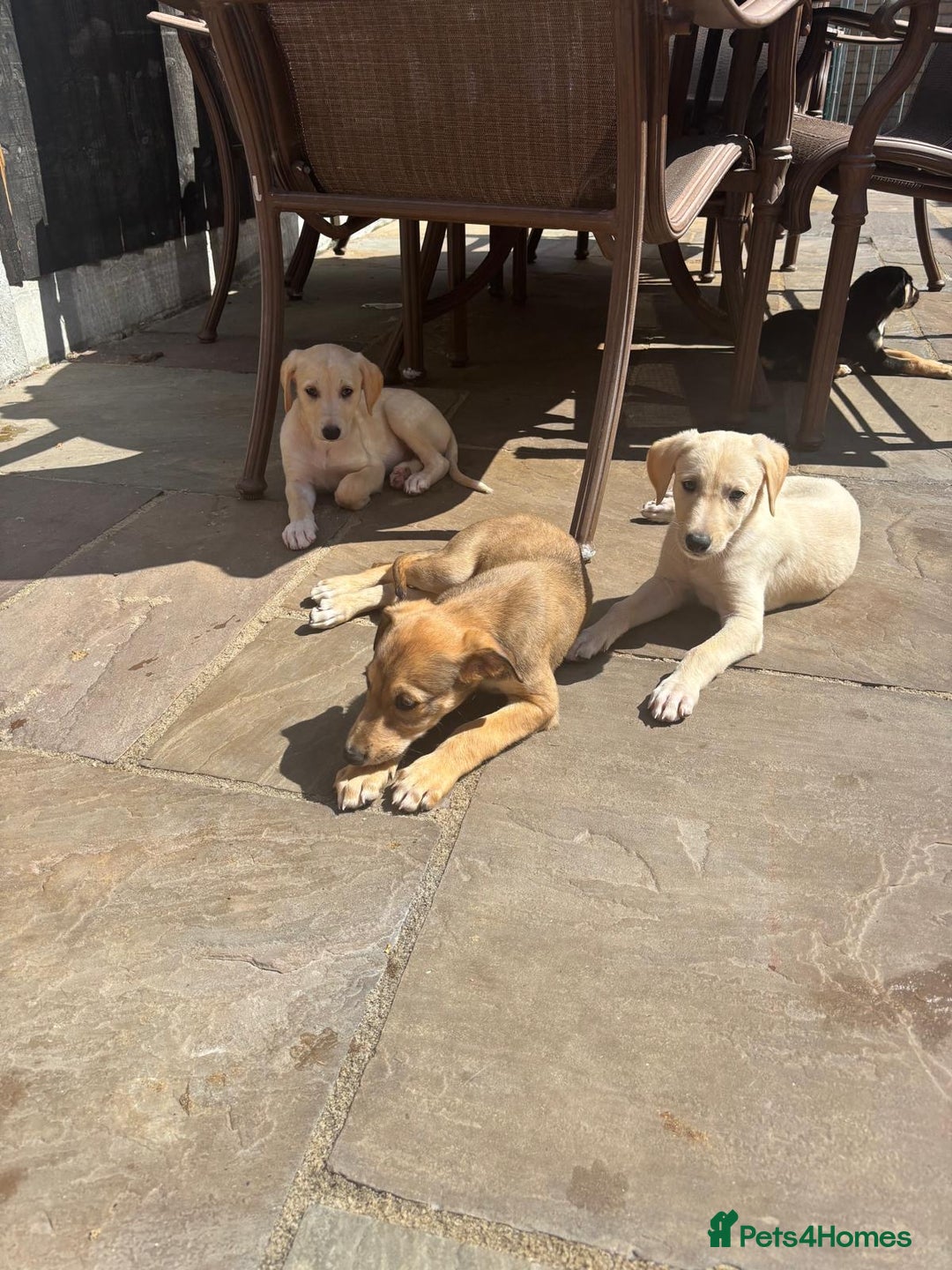 Mixed Breed dogs for sale: Saluki whippet greyhounds  - Image 7