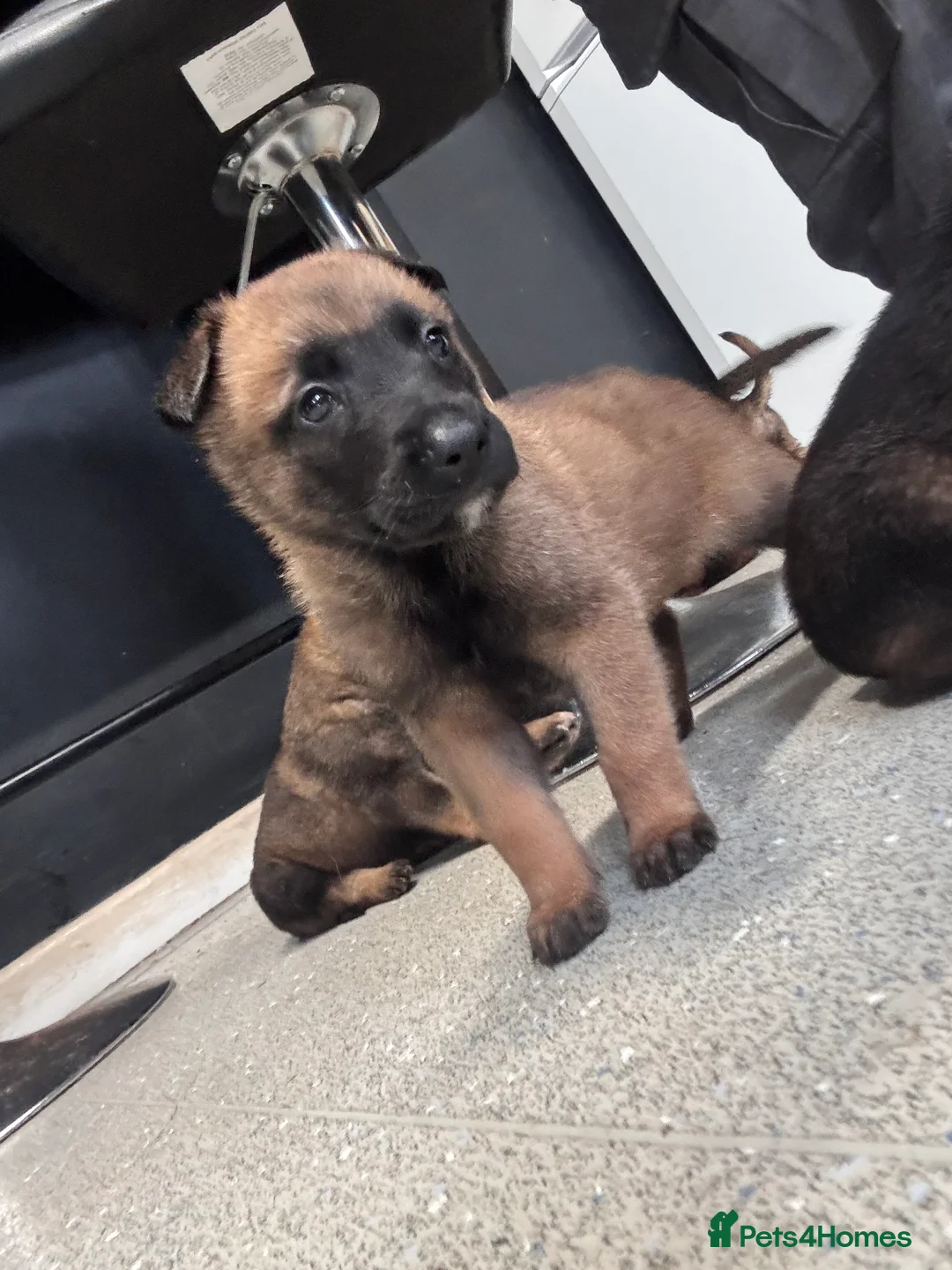Belgian Shepherd Dog dogs for sale: Belgian malinios puppies - Advert 3
