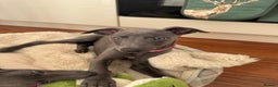 Whippet dogs for sale: Blue KC Whippet Bitch Pup ready now - Advert 1