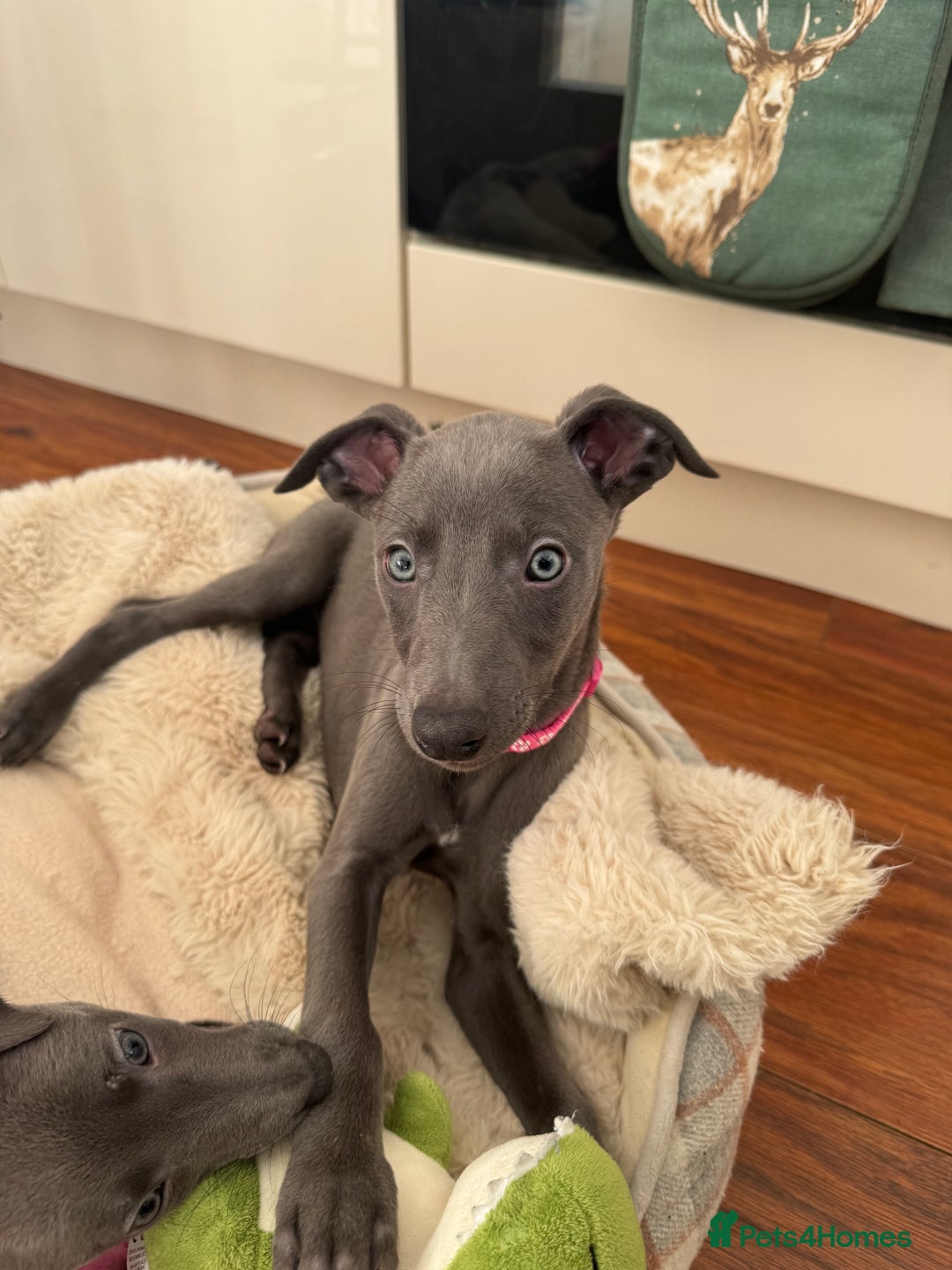 Whippet dogs for sale: Blue KC Whippet Bitch Pup ready now - Advert 1