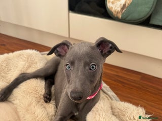 Whippet dogs Blue KC Whippet Bitch Pup ready now - Advert 10