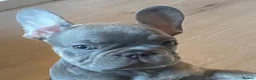 French Bulldog dogs for stud: French bulldog  - Advert 2